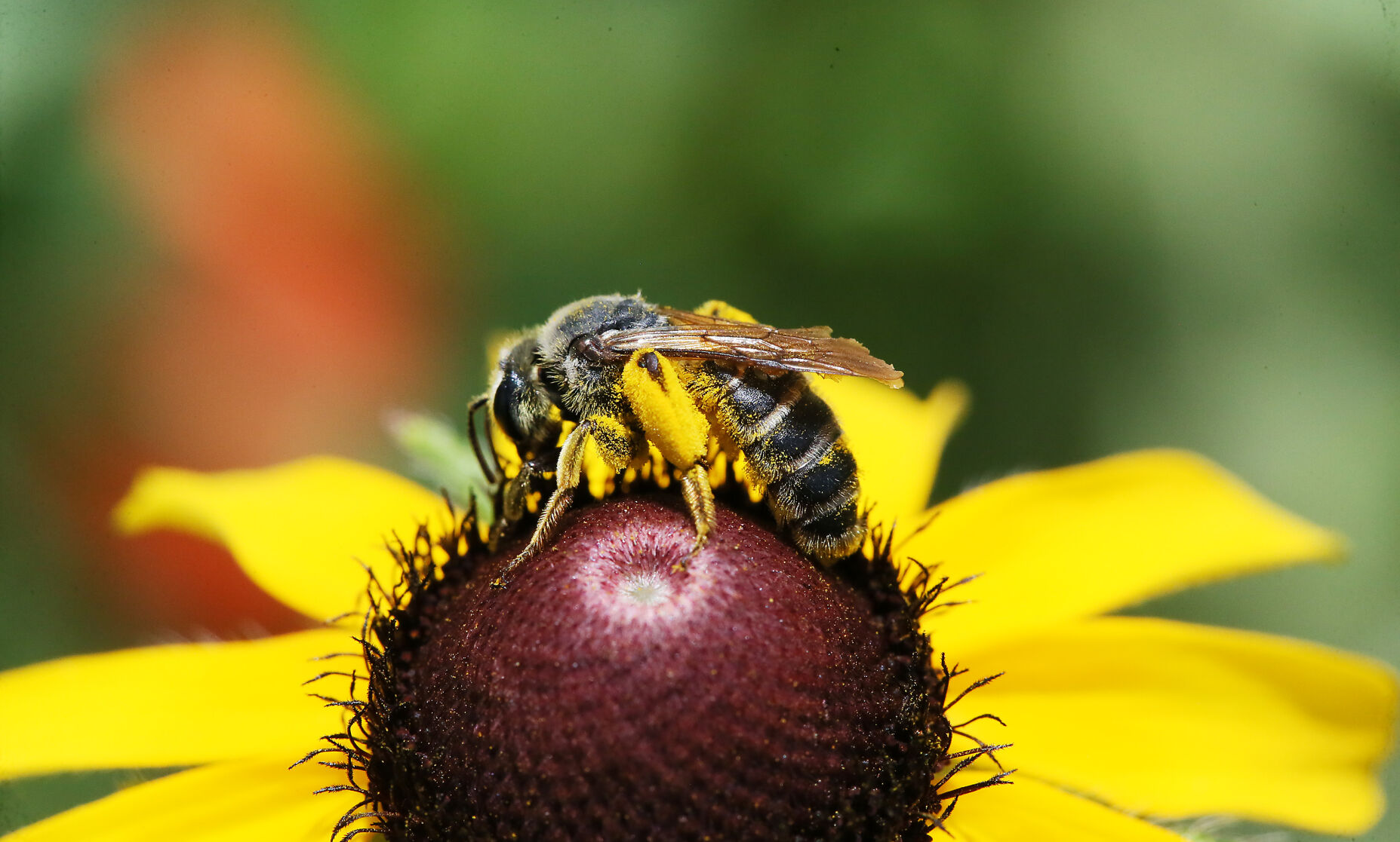 072220-nws-bees-002